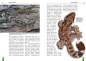 Preview: Faltengeckos